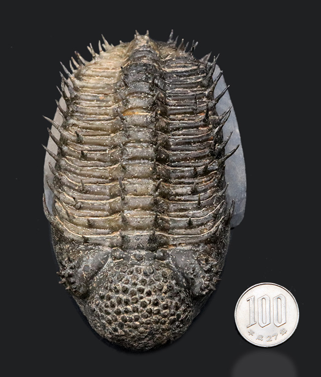 大型＆上質！全身武装を施した重戦車！鉄壁の防御を誇る、デボン紀の三