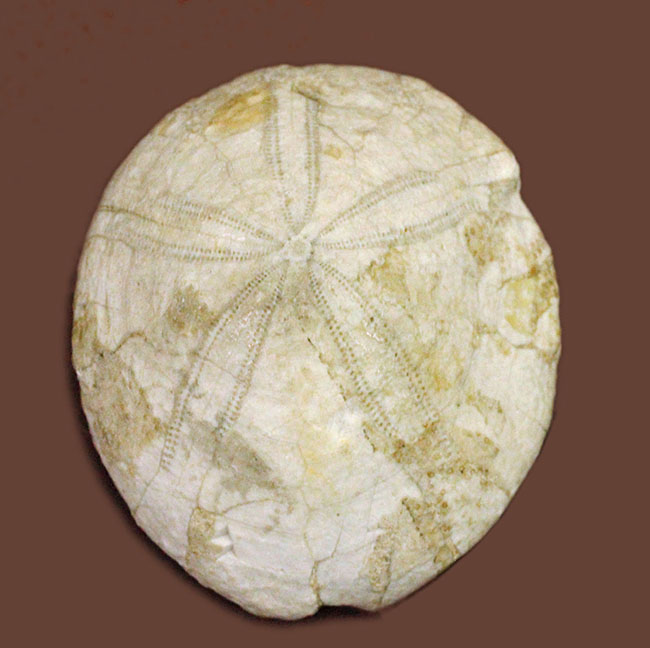 ウニはいつの時代も存在する。1500万年前の白いウニの化石。珍しい