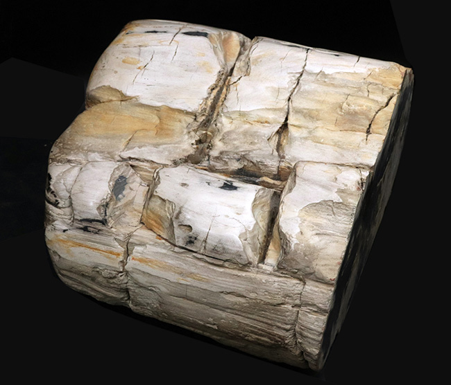 最長部27センチ超え、メガサイズ！インドネシア産の巨大な珪化木