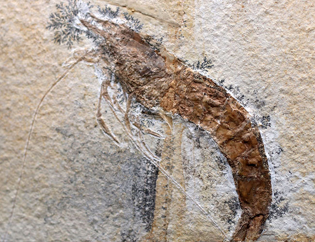 エビの化石 ゾルンフォーフェン産 アントリンポスAntrimpos 【公式通販】