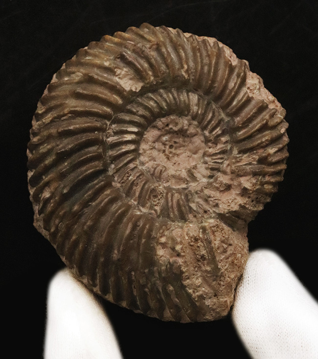 ドイツのジュラ紀中期の地層から発見されたアンモナイト、パーキン