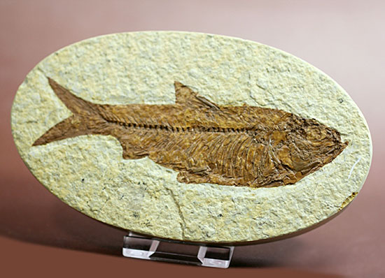 欠けのない全景！保存状態抜群のナイティアが中央に鎮座しています