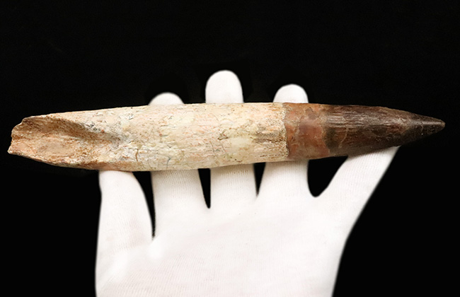 最高の逸品をお探しの貴方へ……20cmに迫る驚愕のサイズ！数年に一度の