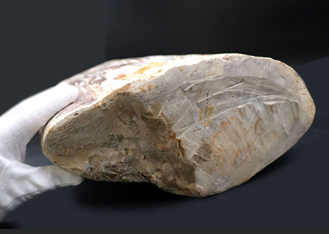 縦40センチ弱、重量16キログラム超えの巨大な珪化木（Petrified