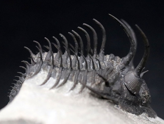 超棘棘！【Comura bultyncki】三葉虫 化石標本☆trilobite