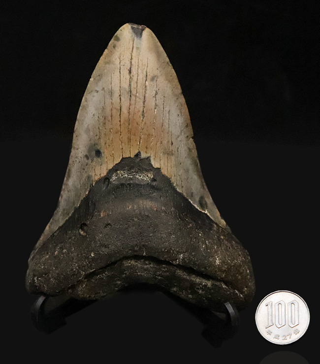 厚みとサイズを兼ね備えた、まさに「メガ」な存在！古代のロマンを