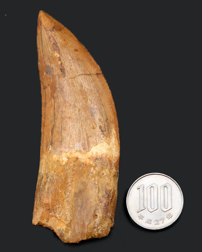 非常に希少なカルカロドントサウルス（Carcharodontosaurus）の紛れも