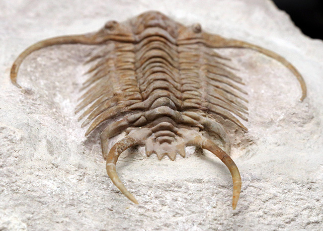 三葉虫 化石 fossil ボリビア trilobite 海生動物 三葉虫識別⑧ 三葉虫