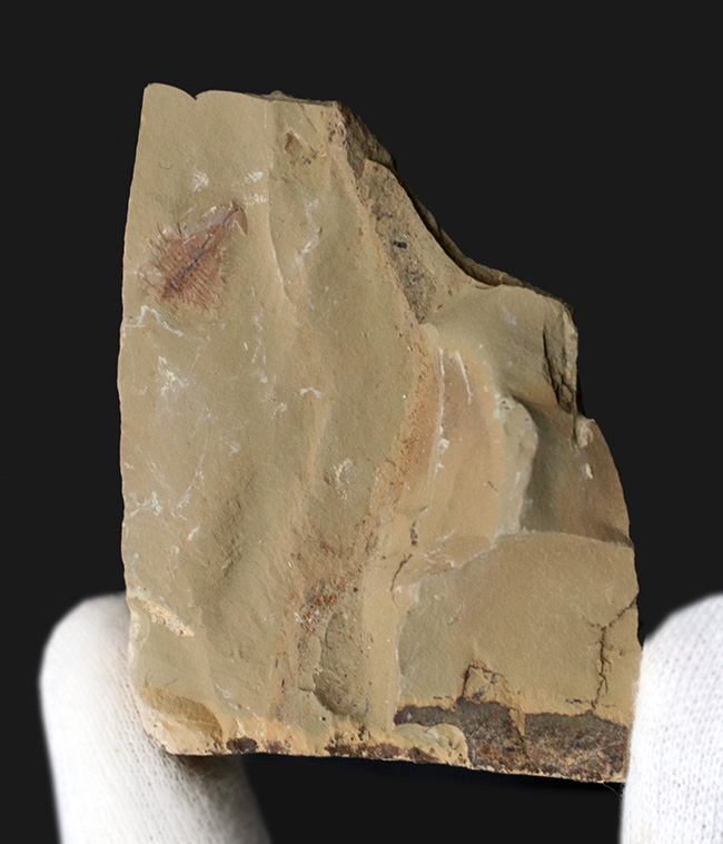 カンブリア爆発！高等生物の始祖の一つ、チェンジャン動物群