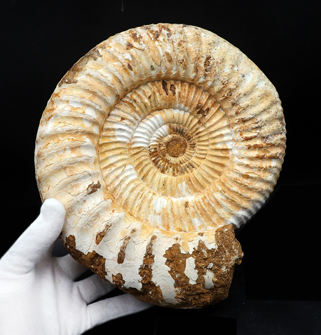 上質！直径最大部22センチ、3kg超え！特大サイズのアンモナイト