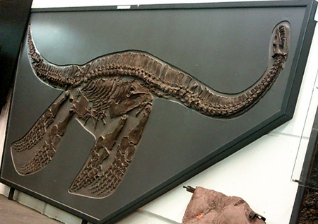 近年話題の首長竜！プレシオサウルスの脊椎骨化石 海のモンスター 販売