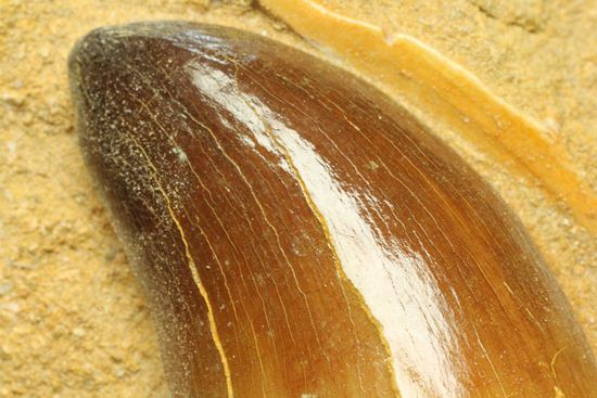 顎骨付き巨大モンスター！プログナトドンの歯化石 海のモンスター 販売