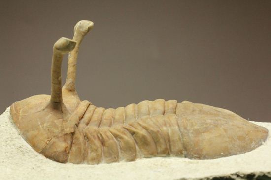 これぞ！アサフス・コワレフスキー（Asaphus kowalewski） 三葉虫 販売