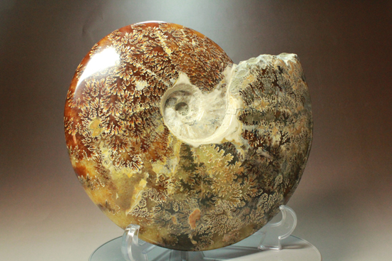 G-3 アンモナイト化石 ファイア マダガスカル産 G-3 アンモナイト化石