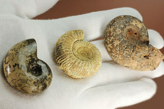 珍品】モロニド・バーナ（1オス、マダガスカル産）