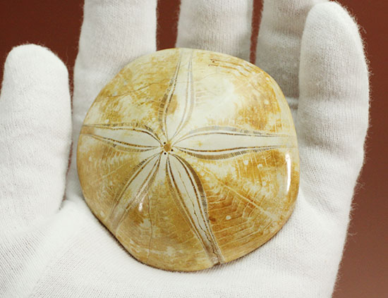 海の化石コレクションをされている方に！4000万年前の棘皮（きょくひ