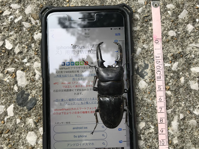対馬の昆虫すごいぜ！ 執念のクワガタ採集記について（その3、たぶん
