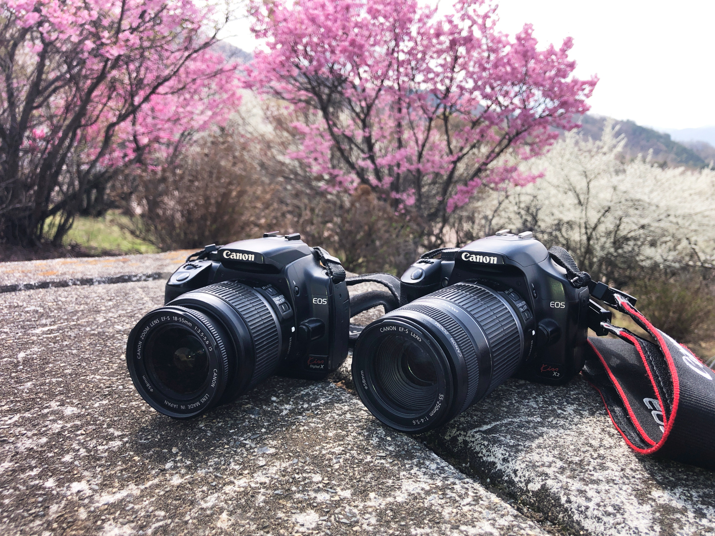 Black Friday】一眼レフを始める方に Canon digital N キヤノン EOS