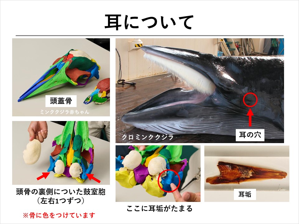 クジラを学ぼう！】第4回 クジラの体について② | くじらタウン