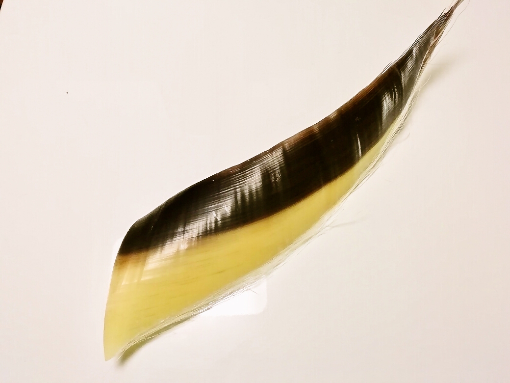 ミンククジラ鯨くじらひげ 髭入手困難レア