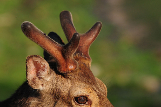 蝦夷鹿 鹿茸の袋角 約2400g 柔らかい先 蝦夷鹿 鹿茸の袋角