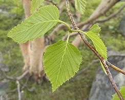 岳樺（ダケカンバ）