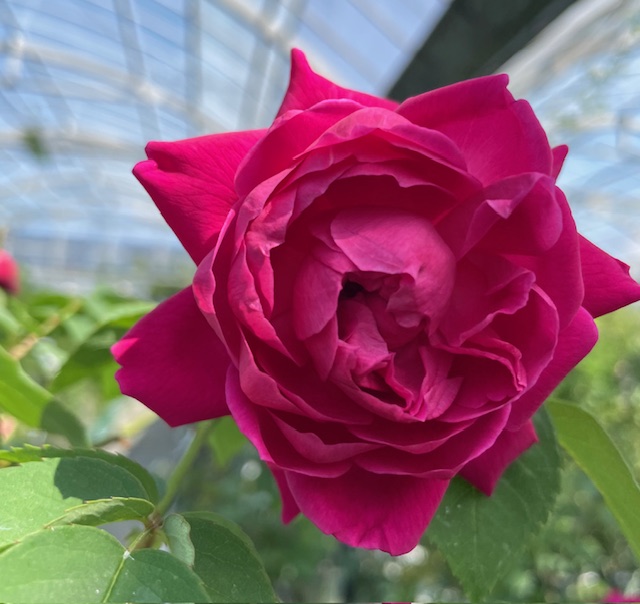 オールドローズ苗販売 紫燕飛舞（ツーヤンフェウ） Herb & Rose 商品