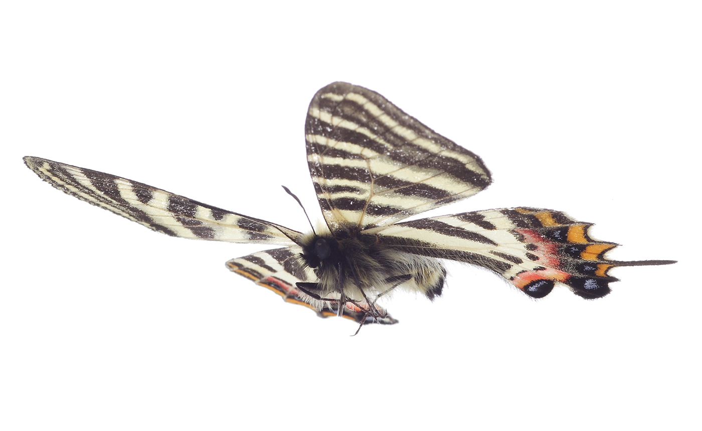 ギフチョウ | 【標本ナビ】多様性生物希少標本ネットワーク