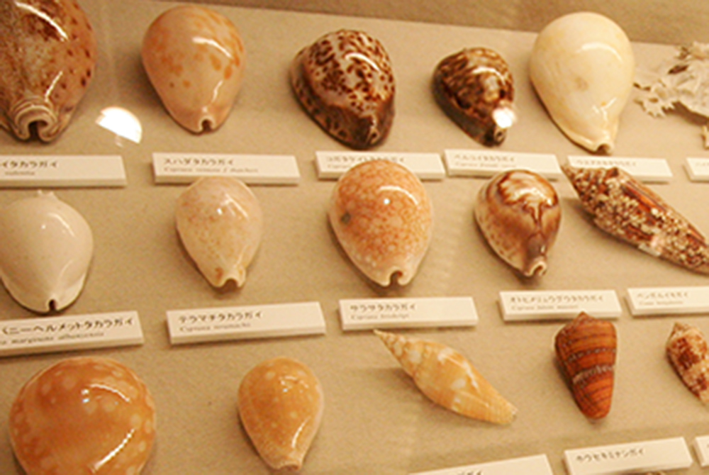 ウスアカネダカラ 老成美個体 貝殻 標本 自然科学 標本 ウスアカネ