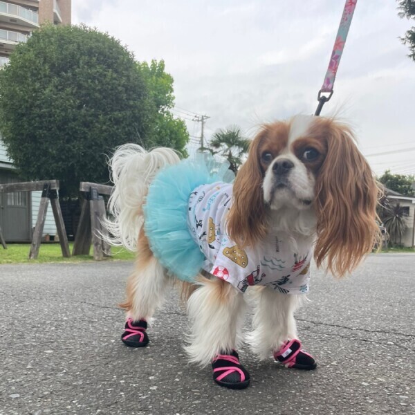 いぬたび - INU－CLOSET