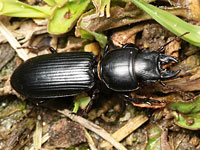 ゴミムシ図鑑（オサムシ科｜ゴミムシ類）