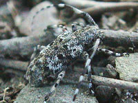 タンザニア産 フトカミキリ 47mm タンザニア産 フトカミキリ 47mm