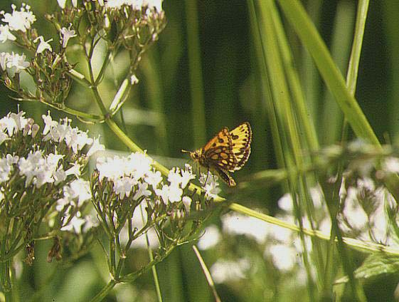 蝶標本 まる出品 カラフトタカネキマダラセセリとジョウザンシジミ 蝶