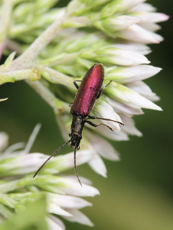 スジカミキリモドキ