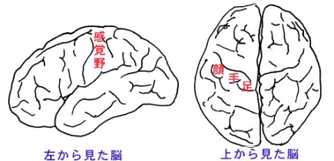 脳の解剖とはたらき
