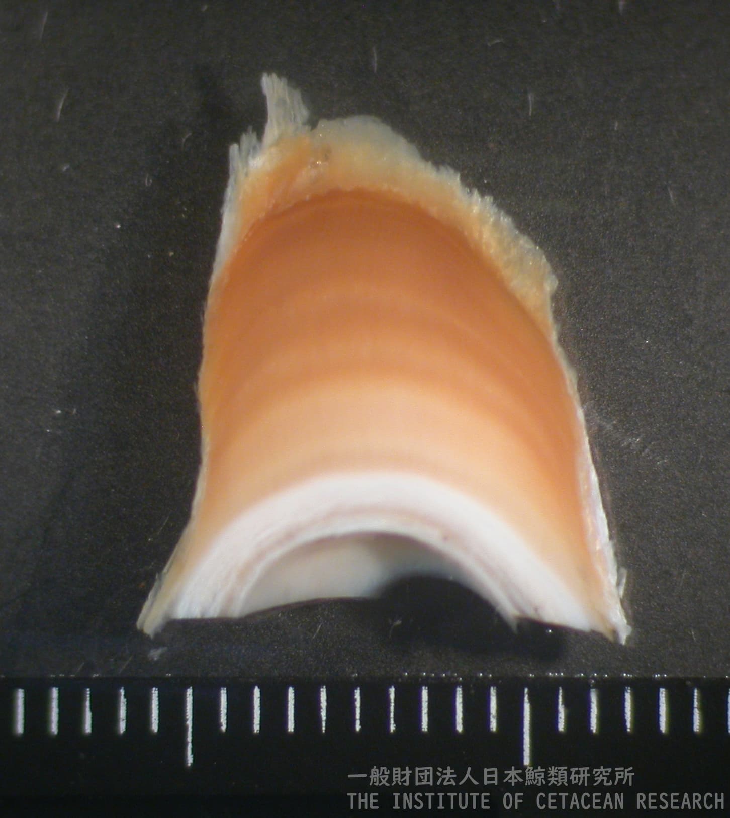 一財）日本鯨類研究所 : 鯨類から採取した試料（ヒゲ・耳垢栓など）