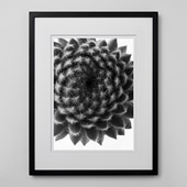 定番品】 アンリ・マティス 「低木」ブラックフレーム｜ポスター｜IDEE