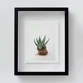 無印良品［IDEE］アートポスター マチス 265 黒色額 IDEE