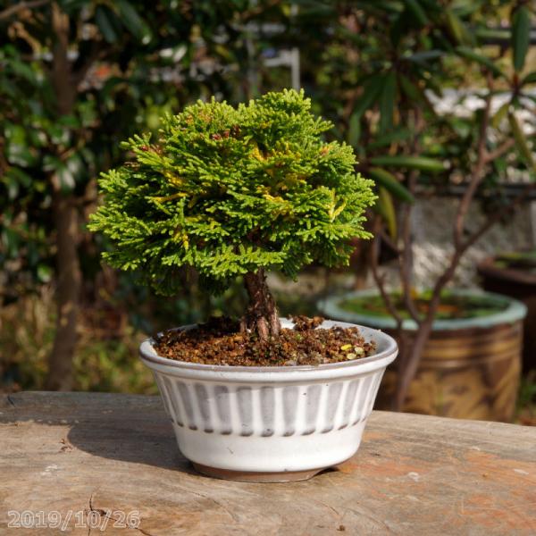 盆栽鉢 植木鉢 「瀬戸焼文山窯絵付鉢4点セット」 絵鉢 絵付鉢 3号10cm