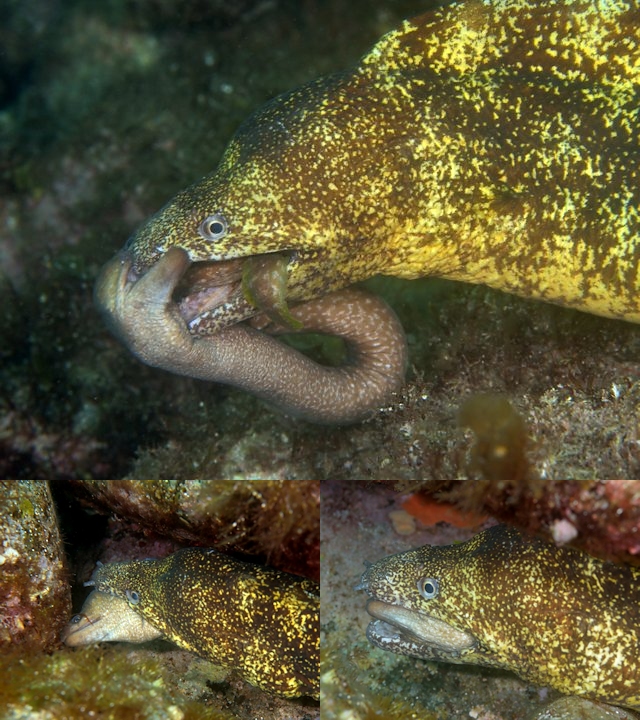 ウツボ - Izuzuki海の生き物大図鑑(笑)