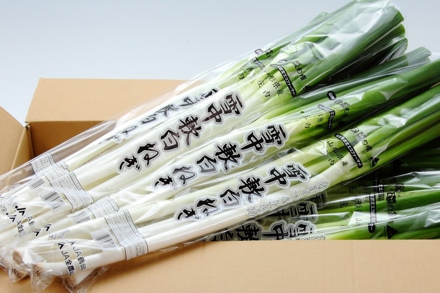 雪中軟白ねぎ 12袋 2月上旬頃から発送: JA鶴岡|【JAタウン】産地直送