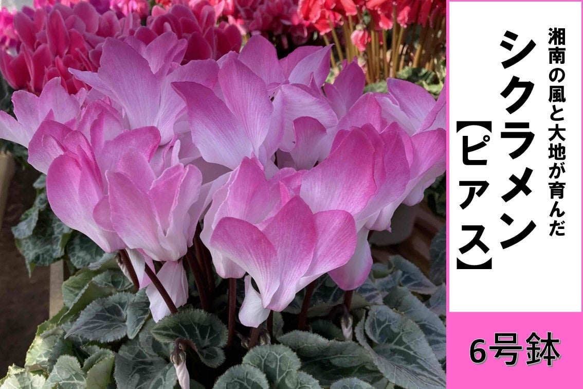 シクラメン 6号鉢【ピアス】: JA全農かながわ|【JAタウン】産地