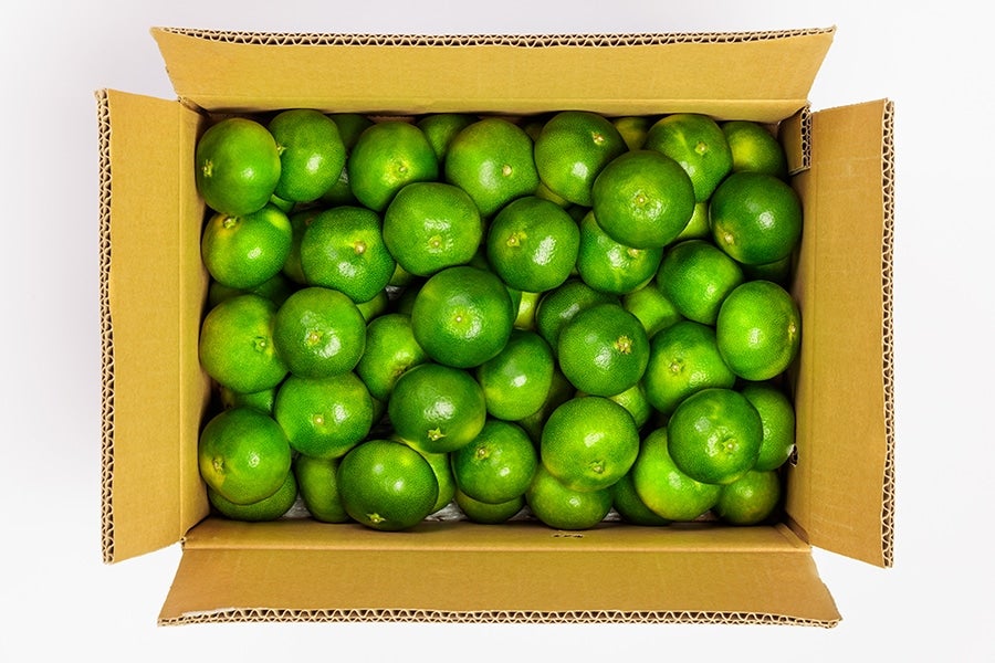 はちきんキッス(雨よけみかん）Sサイズ約5kg: とさのさとアグリ