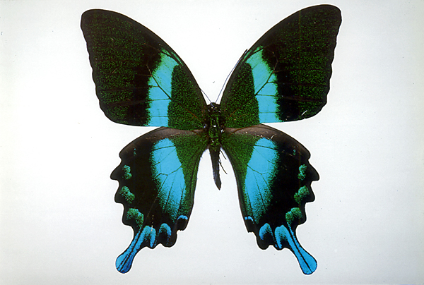 外国産蝶標本 ブッダオビクジャクアゲハ A'♂ インド 産 産 外国産蝶