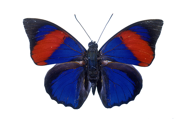 外国産蝶標本】ナルキッサスミイロタテハ/ブラジル.オビドス産/67mm