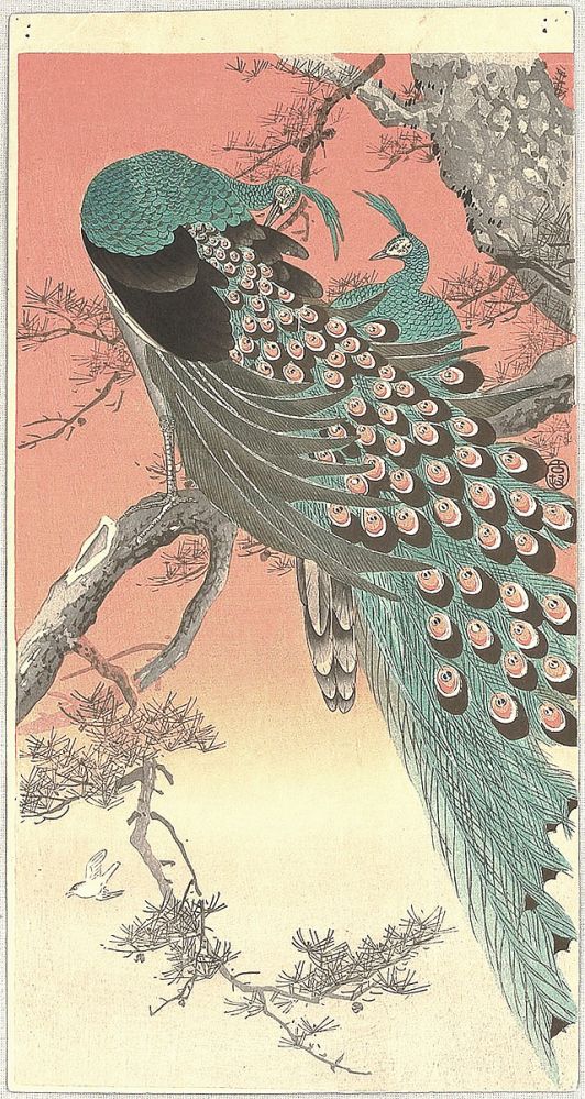 小原古邨「桜に孔雀」本物木版画 小原古邨「桜に孔雀」本物