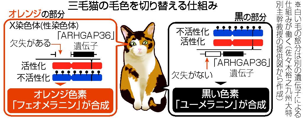 三毛猫の毛色遺伝子発見 色素切り替え、オレンジか黒に―サビ猫や茶トラ