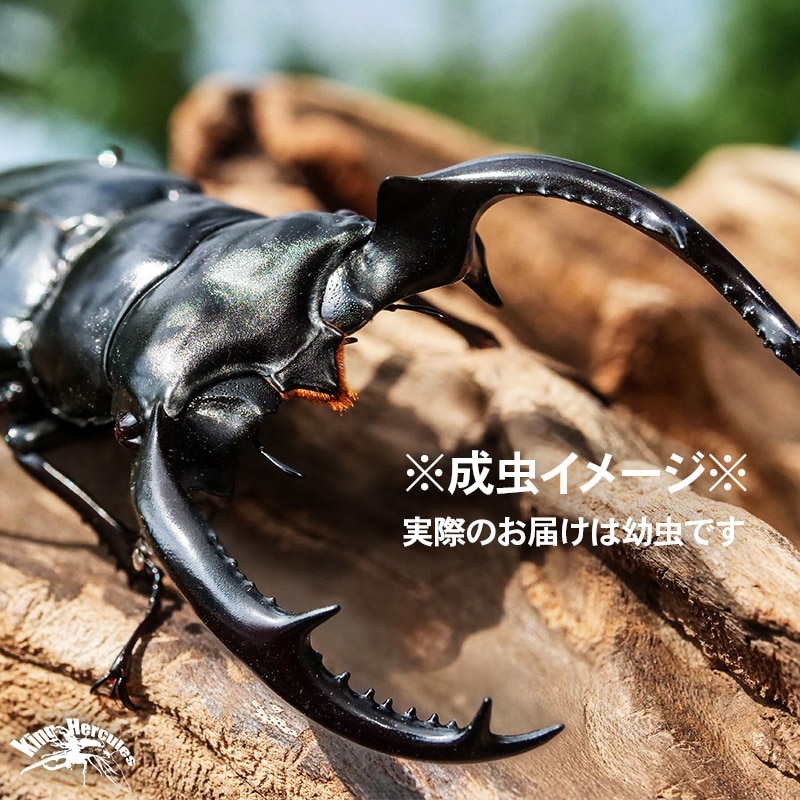 □□ ウエスト ウッディ 販売 オオシカクワガタ 3令ペア（ウエスト