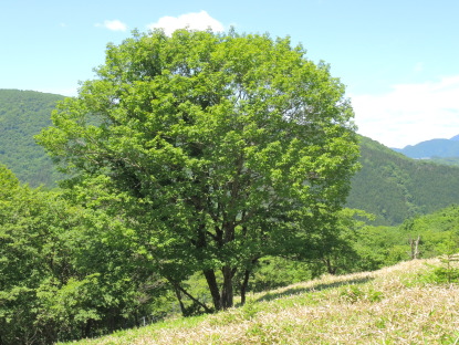 ミズナラ 水楢 天然木 切り株 丸太 輪切り 高さ約28㎝ ミズナラ|世界