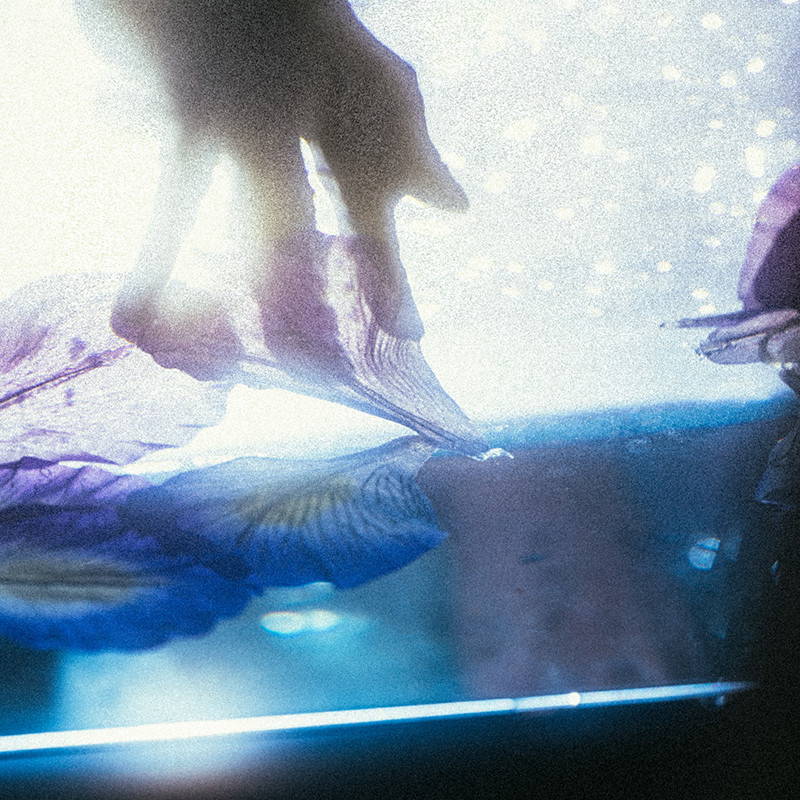 絵画 アイリス 人気アーティスト